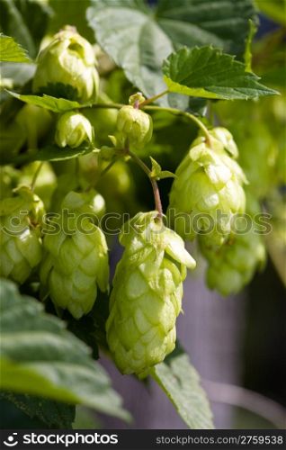 Hop plant at the homegarden