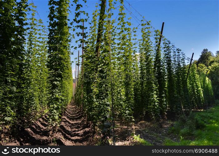 Hop plants suspended by cables . Hop plants suspended by cables in the German countryside