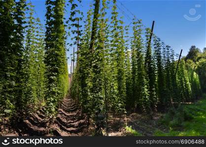 Hop plants suspended by cables . Hop plants suspended by cables in the German countryside