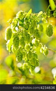 hop with colorful, blurred background. hop