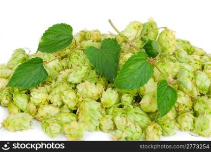 Hop with leaves