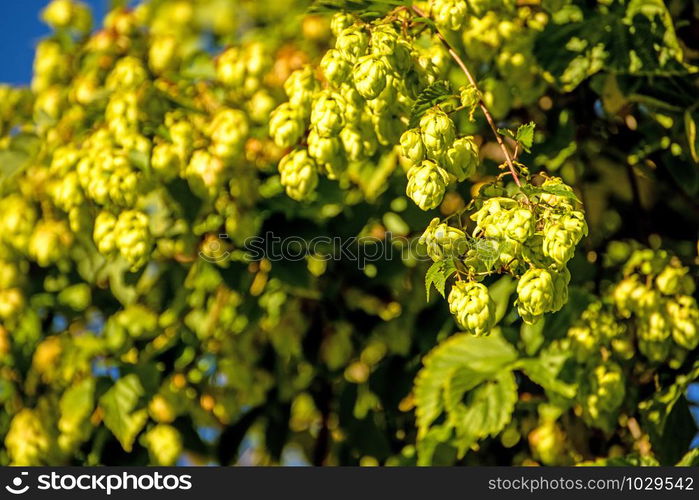 hop with ripe cones in summer