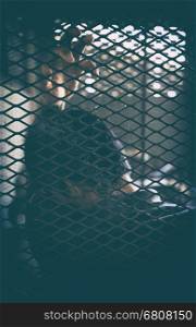 hopeless man in the cage, human trafficking&#xA;