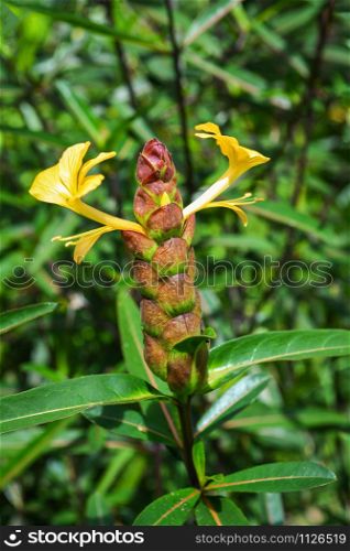 Hophead Porcupine flower - Barleria lupulina Lindl flower in garden Herbal Medicines in thai / Hop Headed Barleria