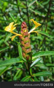 Hophead Porcupine flower - Barleria lupulina Lindl flower in garden Herbal Medicines in thai / Hop Headed Barleria