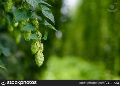 Hops cones branch on hop yard. Humulus lupulus for beer production.