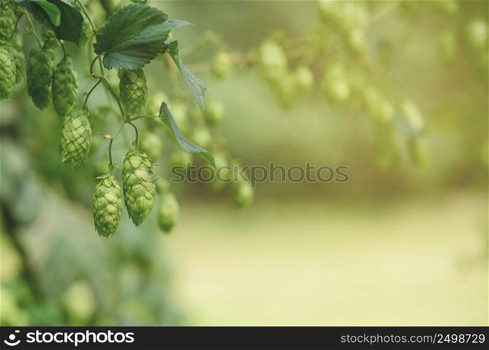 Hops cones on branch macro Humulus lupulus for beer production