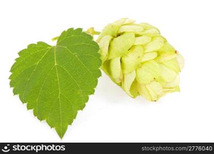 Hops isolated on a white
