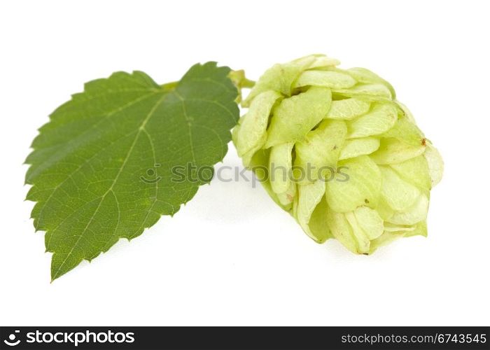 Hops isolated on the white.
