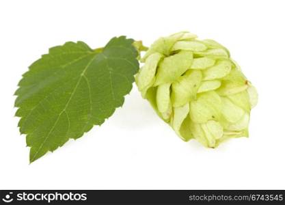 Hops isolated on the white.