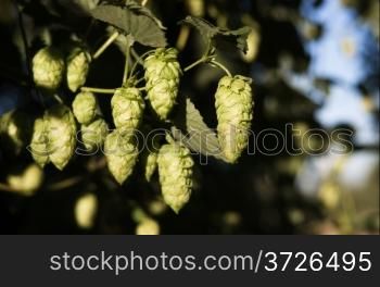 Hops plants growing in the summer sun