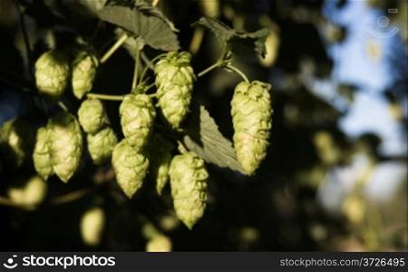 Hops plants growing in the summer sun