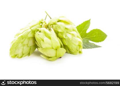 Hops with green leaf isolated on white background