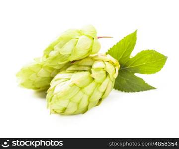 Hops with green leaf isolated on white background. The Hops isolated