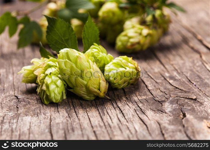 Hops with green leaf on a wooden background