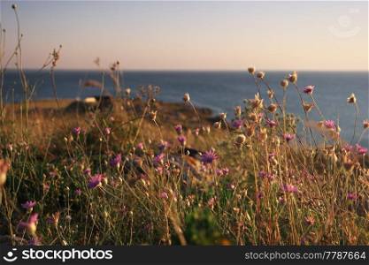 Horizon line and coast with dyed grass and small wild flowers Sea of Azov coast Crimean peninsula. Horizon line and coast with dyed grass