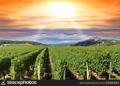 Horizon with a sunset or sunrise over the rows of vines in a vineyard before harvest