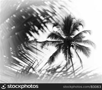 Horizontal black and white indian palm tree memories vignette bokeh background backdrop. Horizontal black and white indian palm tree memories vignette bo