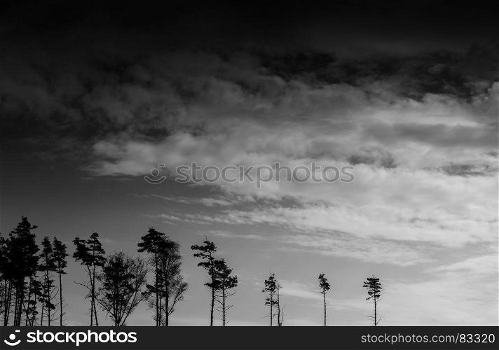 Horizontal black and white landscape forest silhouette background bottom aligned composition. Horizontal black and white landscape forest silhouette backgroun