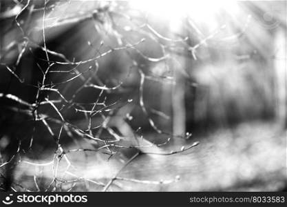 Horizontal black and white spring branches bokeh background