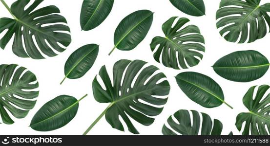 Horizontal canvas composition of trendy tropical green leaves - monstera and ficus elastica isolated on white background (mixed).