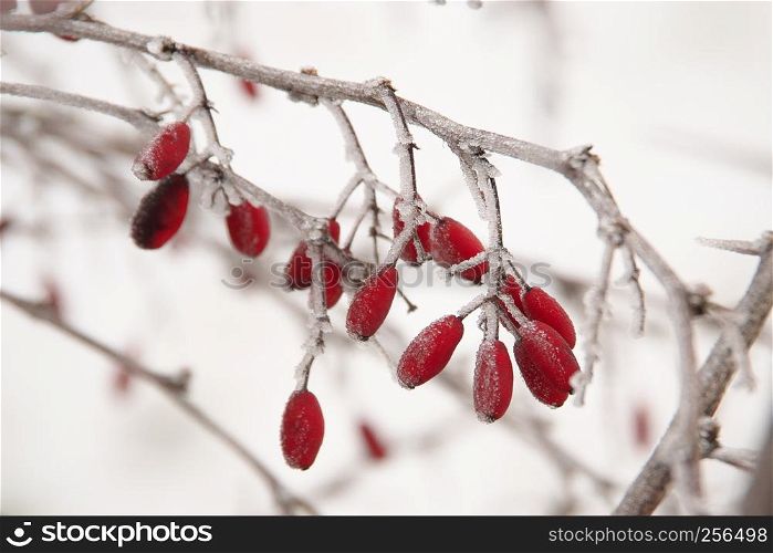 Horizontal close-up image with shallow depth of field of a frozen Berberis vulgaris (Barberry, Gemeine Berberitze) berries covered with ice crystals hanging on a branch