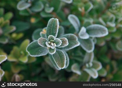 Horizontal close-up image with shallow depth of field of a green frozen plant with leaves covered with ice crystals