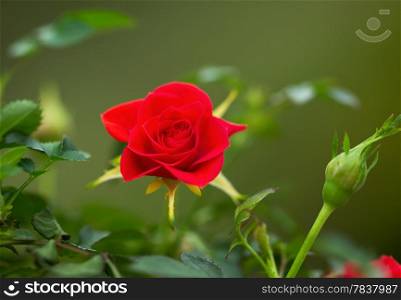 Horizontal closeup photo of single wild red rose in full bloom outdoors during spring season with green background