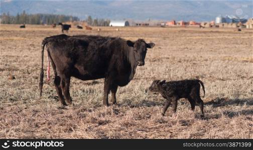 Horizontal composition cow mother and fresh calf in the field on the ranch