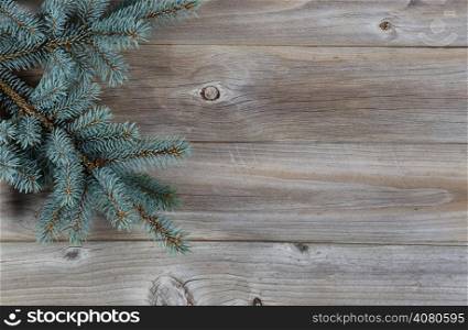 Horizontal image of a real Blue Spruce Tree Branch on Rustic wooden boards