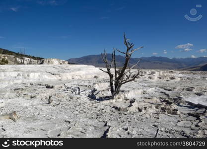 Horizontal image of a standing dead tree within the hot springs of Yellowstone National Park with blue sky and clouds in background