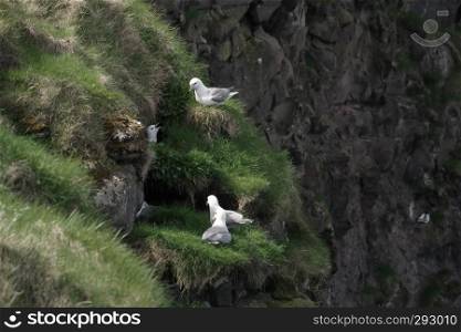 Horizontal image of Faroese landscape with Fulmarus glacialis  northern fulmar  nesting on the grass spots on the cliffs nearby idyllic village Gjogv, most northern village on the island of Eysturoy. Glorious sceneries of the Faroes. Postcard motif.