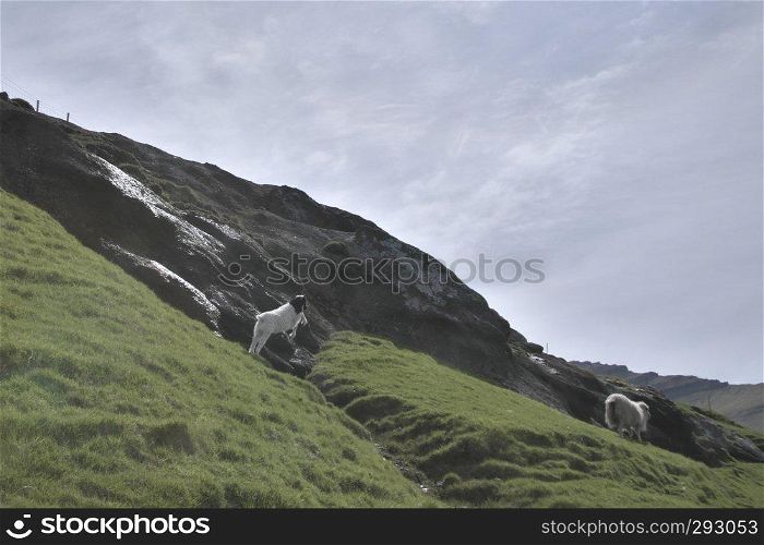Horizontal image of Faroese landscape with young lamb playing around on green grass on Island Vagar of the Faroe Islands. Glorious sceneries of the Faroes. Postcard motif.