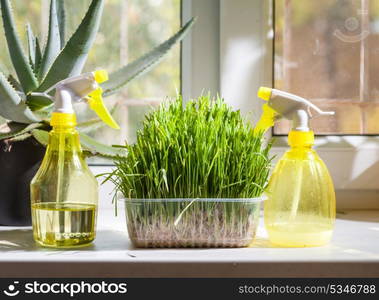 horizontal image of grass in container and yellow sprayer on the windowsill closeup indoors