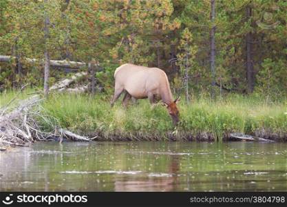 Horizontal image of large healthy mature female elk cow grazing next to the Madison River during an insect hatch with woods in background