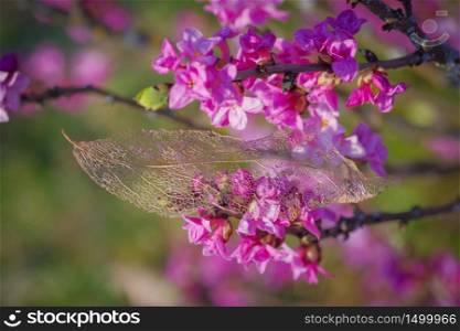 Horizontal image of old transparent leaf skeleton in golden color on mezereon branch with pink flowers lit by sun