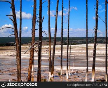 Horizontal image of weathered trees standing in Hot Springs in Northern part of Yellowstone National Park with blue skies and clouds in background