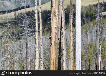 Horizontal image of weathered trees within Yellowstone National Park with hills in background