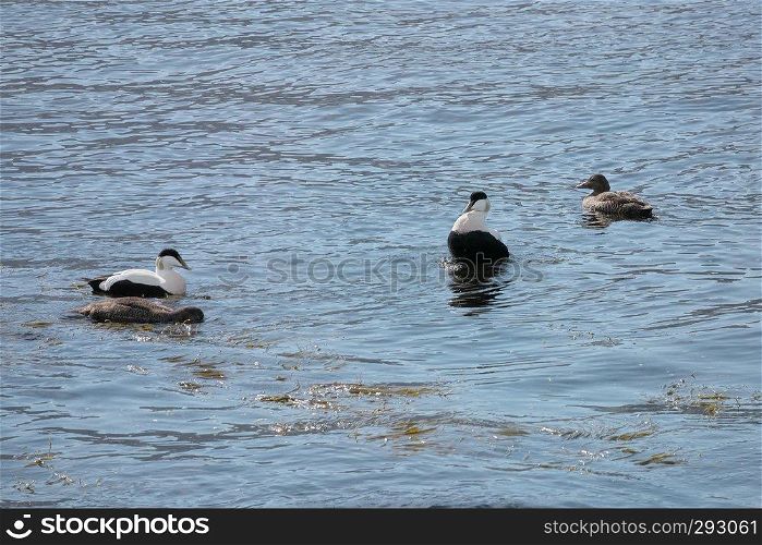 Horizontal image with selective focus of adult Somateria mollissima  common eider, Eiderente  water birds playing with youngsters. Glorious sceneries of the Faroes. Postcard motif.