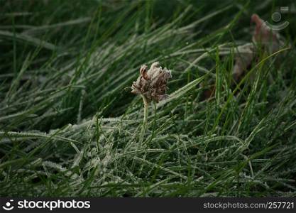 Horizontal image with shallow depth of field of a frozen flower in green grass covered with ice crystals on a chilly autumn day