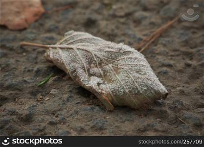Horizontal image with shallow depth of field of a frozen leaf laying on a stones covered with ice crystals on a chilly autumn day