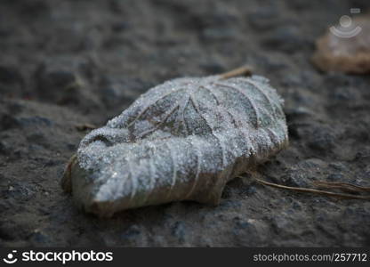 Horizontal image with shallow depth of field of a frozen leaf laying on a stones covered with ice crystals on a chilly autumn day