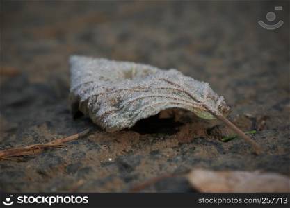 Horizontal image with shallow depth of field of a frozen leaf laying on a stones covered with ice crystals on a chilly autumn day