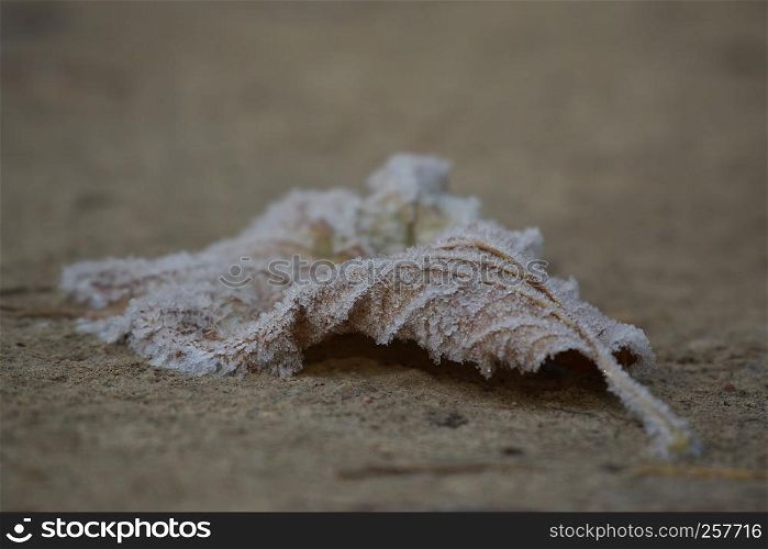 Horizontal image with shallow depth of field of a frozen leaf laying on a ground covered with ice crystals on a chilly autumn day