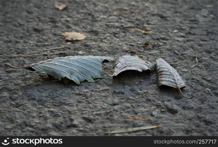 Horizontal image with shallow depth of field of a frozen leaves laying on a stones covered with ice crystals on a chilly autumn day