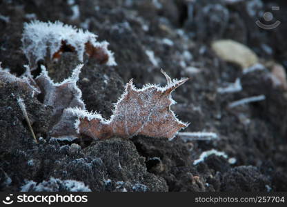 Horizontal image with shallow depth of field of a frozen Maple Leaf in brown color laying in green grass covered with ice crystals on a chilly autumn day