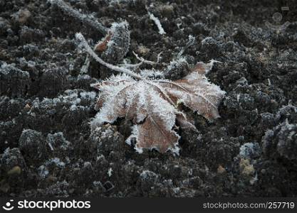 Horizontal image with shallow depth of field of a frozen Maple Leaf in brown color laying in green grass covered with ice crystals on a chilly autumn day