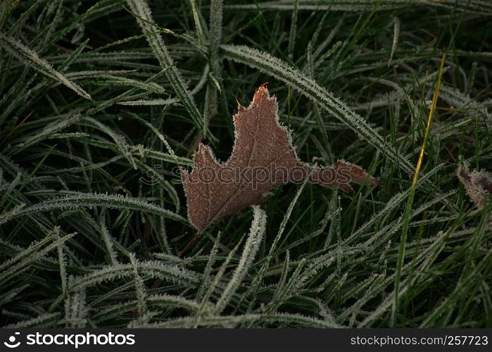 Horizontal image with shallow depth of field of a frozen Maple Leaf in brown color laying in green grass covered with ice crystals on a chilly autumn day