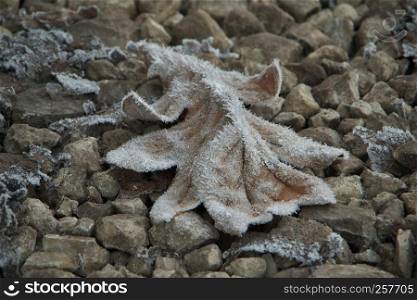 Horizontal image with shallow depth of field of a frozen oak leaf in brown color laying on a stones covered with ice crystals on a chilly autumn day