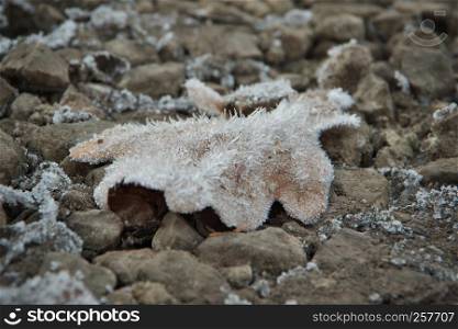 Horizontal image with shallow depth of field of a frozen oak leaf in brown color laying on a stones covered with ice crystals on a chilly autumn day